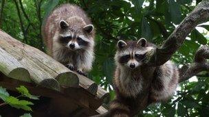 Missing raccoons Turpin and Bandit