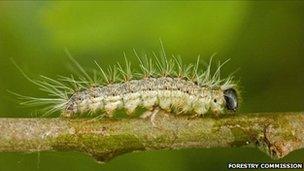 Oak processionary moth