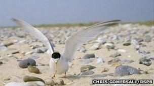 Little tern