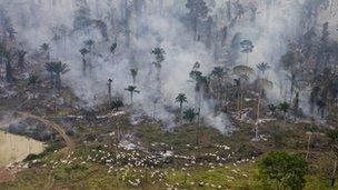 Rain forest being burned down for cattle in Brazil