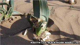 Overwintered leeks buried in sand after Fen Blow in April 2013