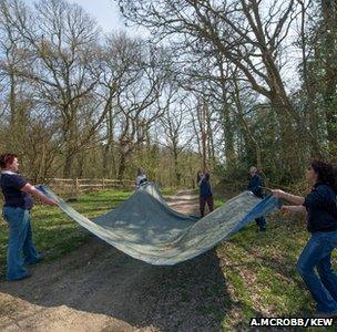 Kew staff collecting ash seeds (Image: Andrew McRobb/Kew)