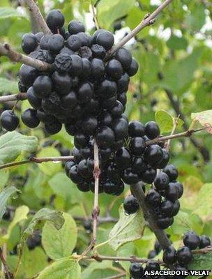 Buckthorn fruit (Image: Allison Sacerdote-Velat)