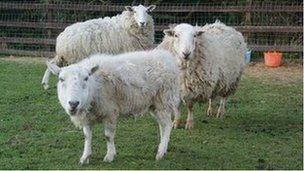 Sheep at Brinsley Animal Rescue