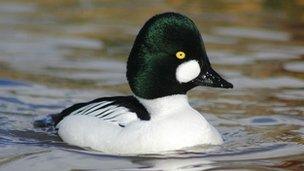 Goldeneye duck (c) Dominic Heard