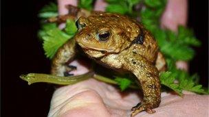 Toad saved at Cainscross Road Stroud