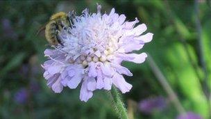 A bee on a flower