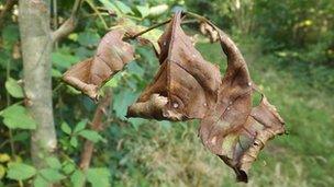 Tree with suspected as dieback