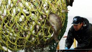 Fish being loaded on to trawler