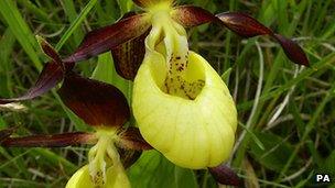 Lady's Slipper orchid