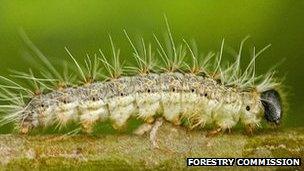 Oak processionary moth