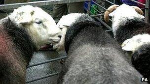 Herdwick sheep