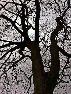 Beech tree (Image: BBC)