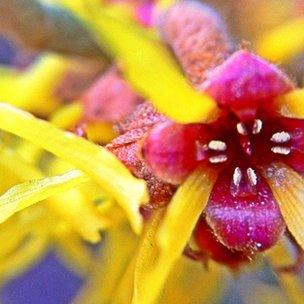 Witch hazel flower (Image: BBC)