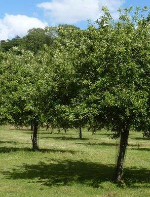 Orchard (Image: BBC)