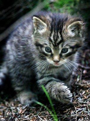 Scottish wildcat kitten