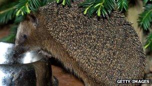 A hedgehog eats cat food from a bowl