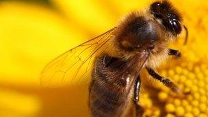 Bee