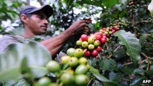 Colombian farmer picking coffee beans