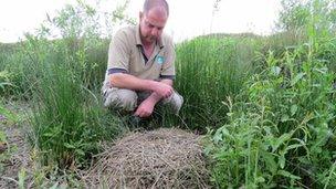 Mark Roberts, aviculture manager here at Slimbridge, inspects the crane nest.