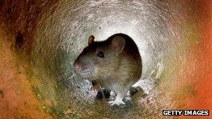 Rat in a pipe in a London sewer