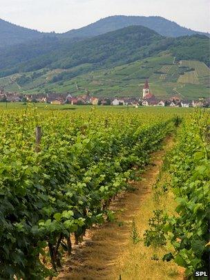 French vineyard