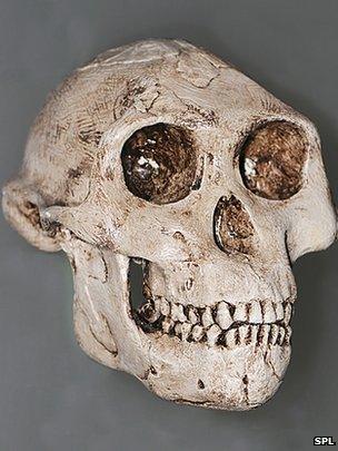 Australopithecus afarensis