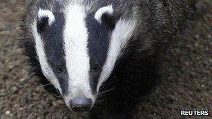 Badger