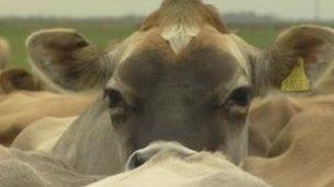 Cow on South Norfolk dairy farm