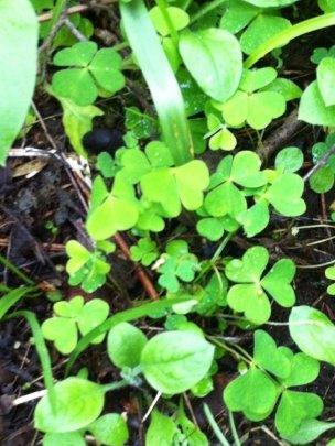 wild wood sorrel in Stoke