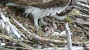 Osprey nest