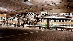 Whale skeleton, Museum of Zoology, Cambridge