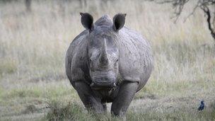 Rhinoceros in Kenya