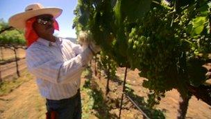 A man picks grapes in Napa Valley