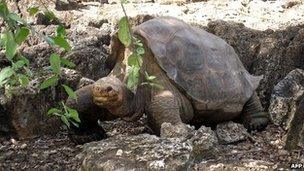 Picture of "Lonesome George" taken on 21 July 2008 at the Breeding Centre Fausto Llerena of the Charles Darwin station in the Galapagos' Santa Cruz Island