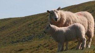 Sheep on Brecon Beacons