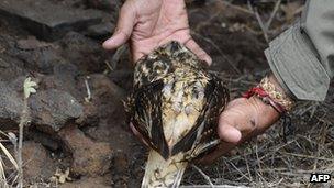 A dead owl found on one of the Galapagos islands