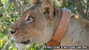 Lion wearing a tracking collar