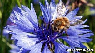 Bee on a cornflower