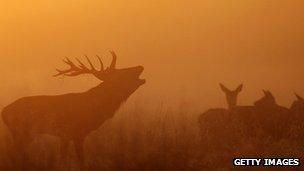 Red deer