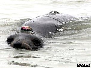 Female elephant seal wearing a tag