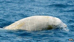 Cuvier's beaked whale (c) SPL