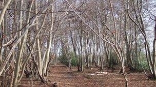 Trees with suspected as dieback