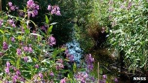 Himalayan Balsam