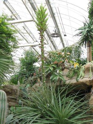 Puya chilensis at Wisley