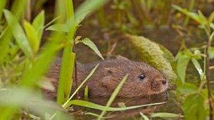 A water vole swimming