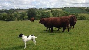 Cattle on farm near Tiverton, Devon