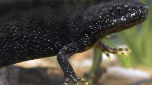 Great crested newt