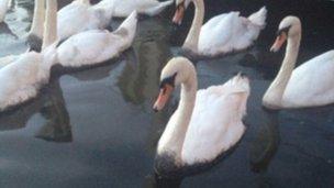 Swan in the oil spill on the River Thames in Windsor