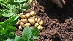 Pembrokeshire Early Potatoes are dug up